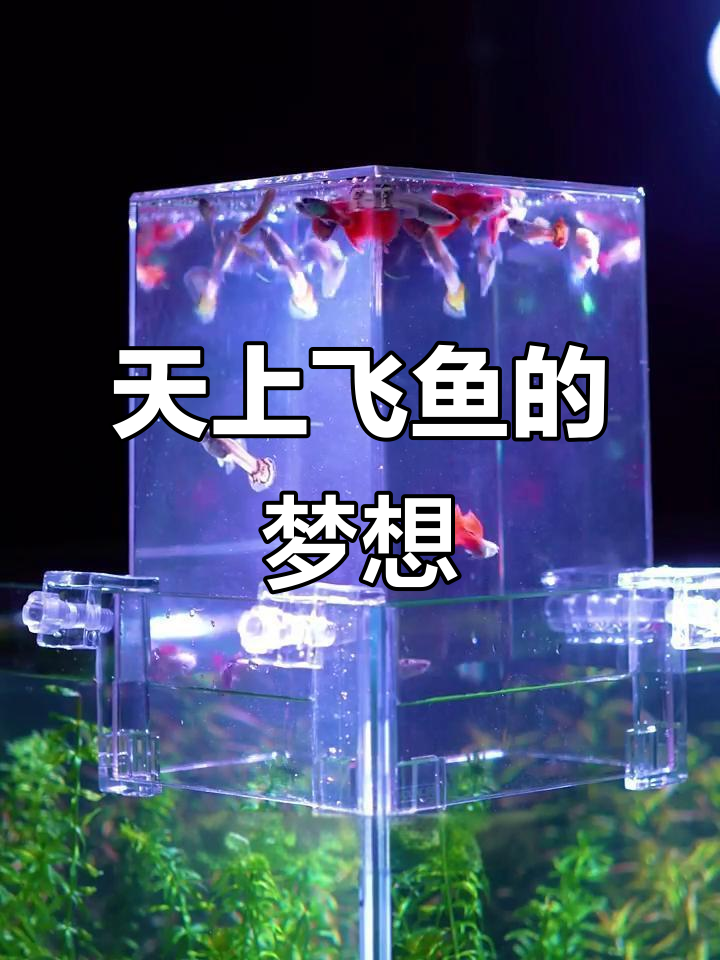 打造飞天鱼缸，让鱼儿自由飞翔！