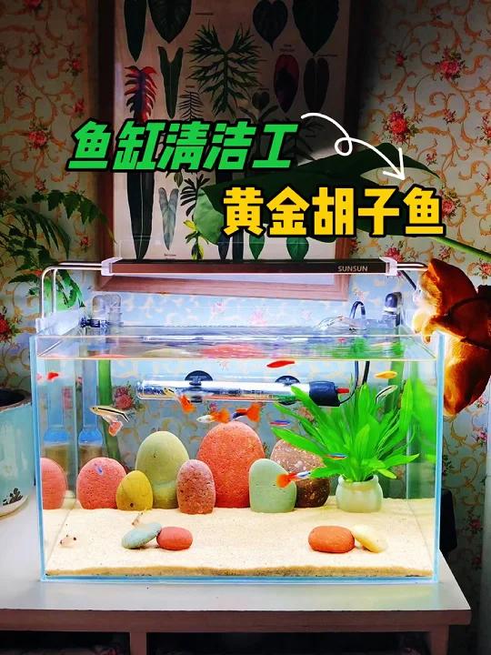 新手养鱼,鱼缸勤劳的工具鱼,黄金胡子鱼