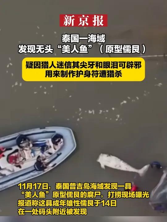 泰国一海域发现无头“美人鱼”(原型儒艮)疑因猎人迷信其尖牙和眼泪可辟邪 用来制作护身符遭猎