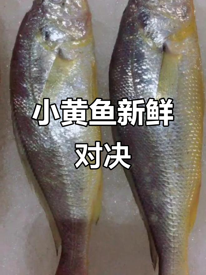 野生小黄鱼对比,东海海鲜新鲜度大揭秘!