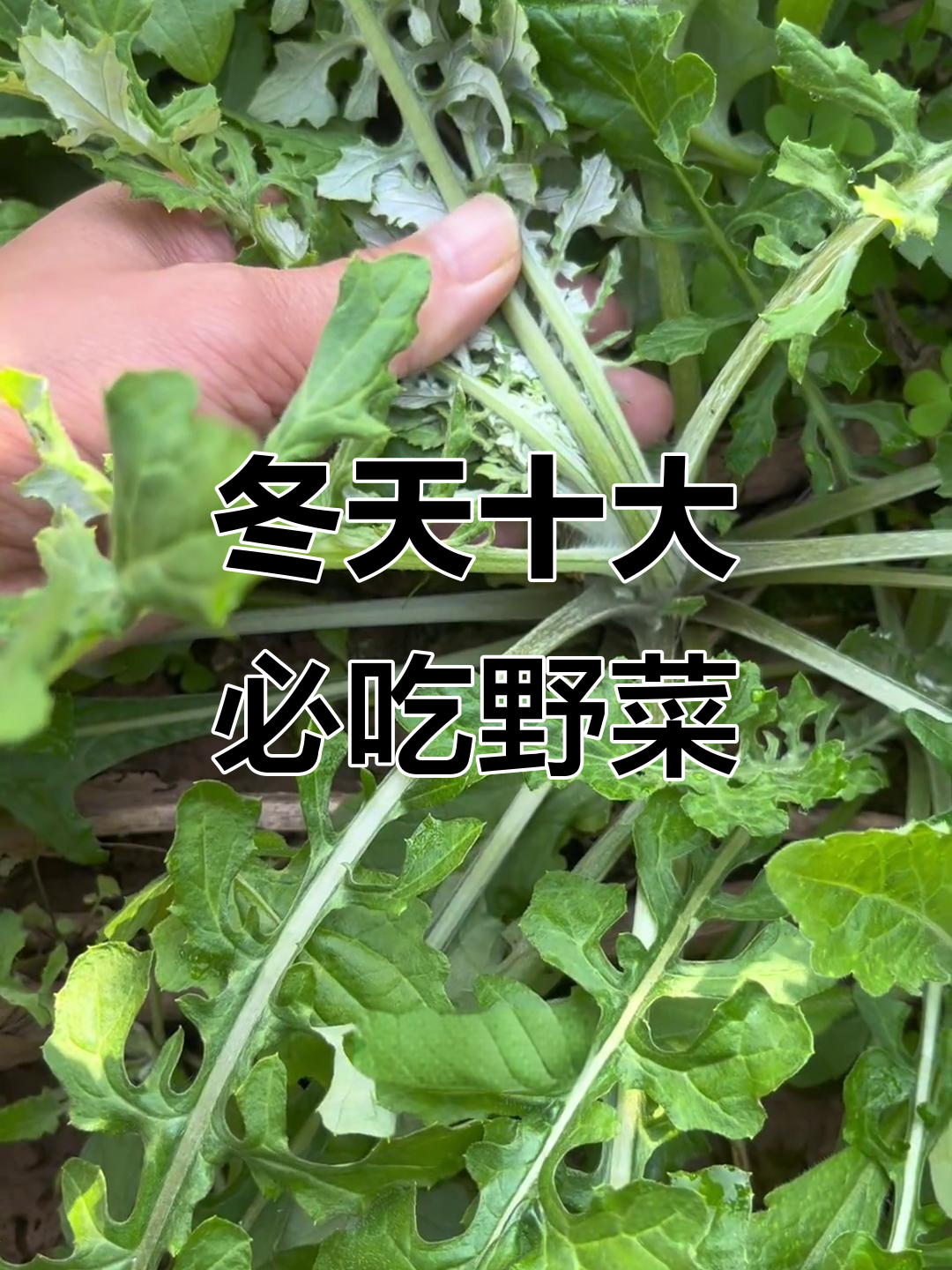 冬季必挖的10种野菜,荠菜之外还有这些美味