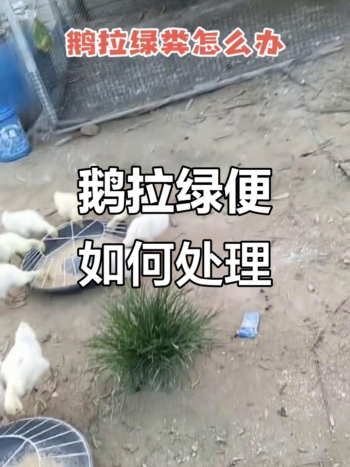 鹅拉绿色粪便怎么办?这些症状可能是病毒引起的