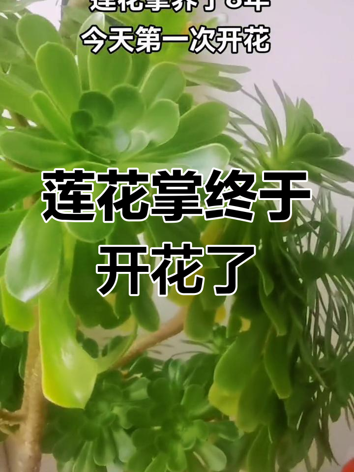 莲花掌开花惊艳,美丽如画