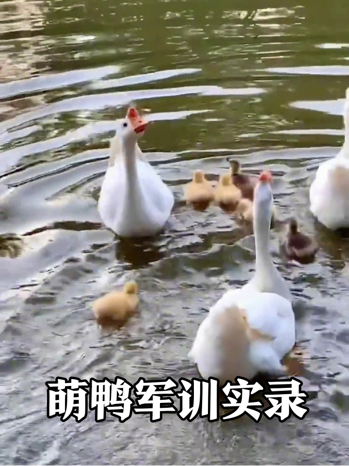 小黄鸭的萌趣日常:从挤团到游泳军训全记录