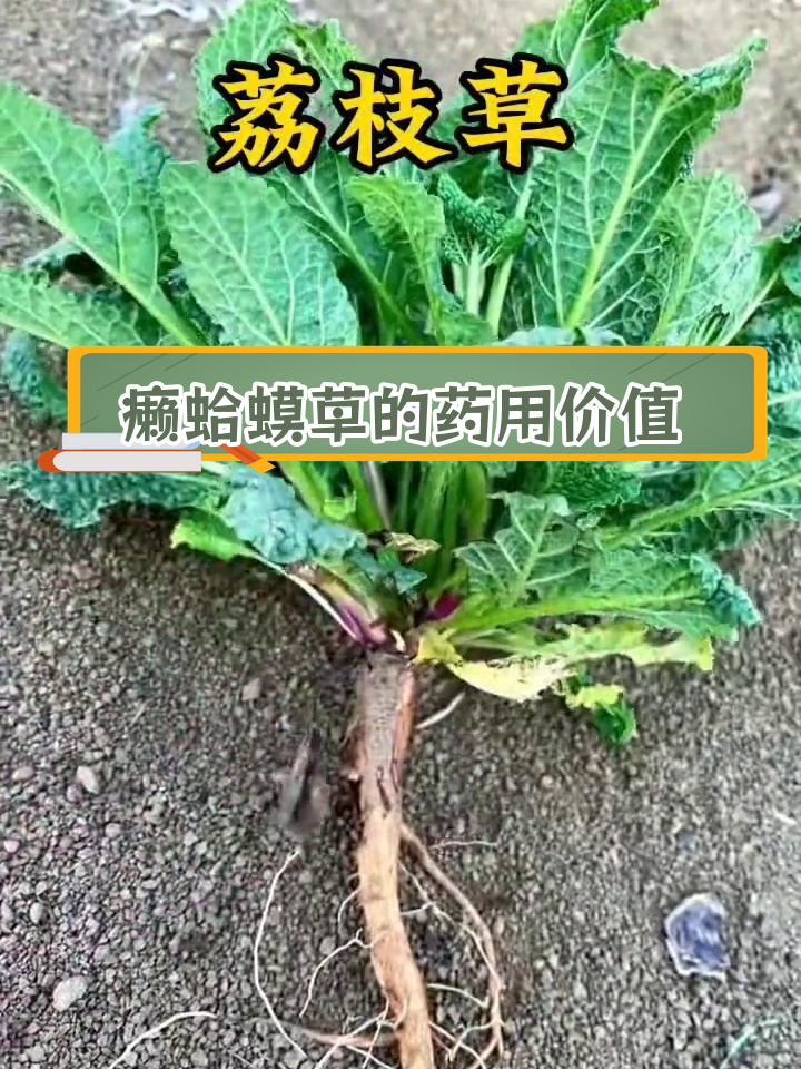 荔枝草:农村的珍贵药材与美味野菜