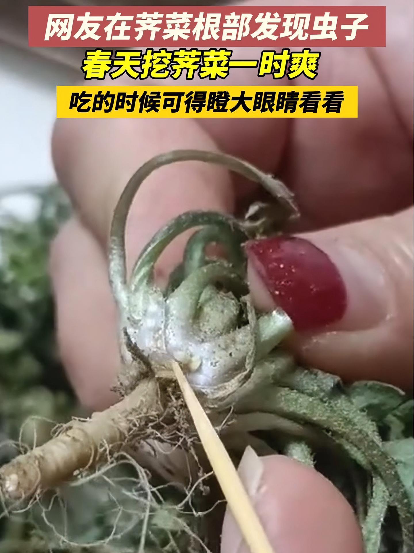 3月25日,山东,网友挖荠菜在根部发现小白虫,这是什么虫子啊?荠菜 野菜