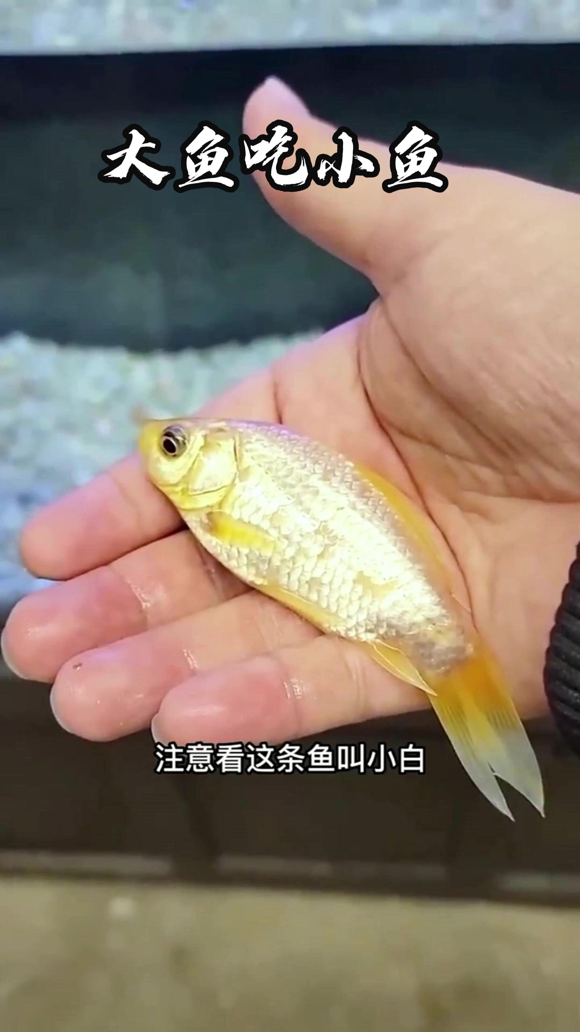 大自然的规律大鱼吃小鱼,小鱼吃虾米