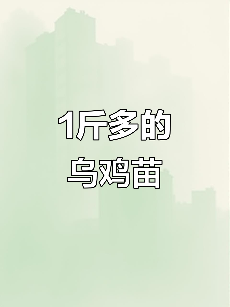 一斤多泰和乌鸡苗,公母分明,顺丰包邮到家