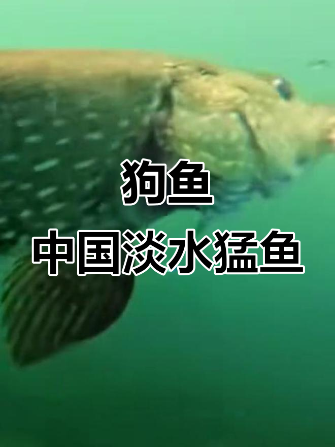 东北淡水猛鱼之王：狗鱼的捕食与生存技巧