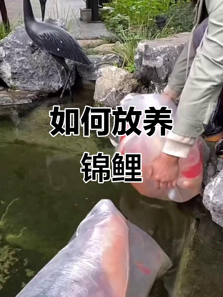 锦鲤鱼池设计与过滤技巧,打造清澈水景