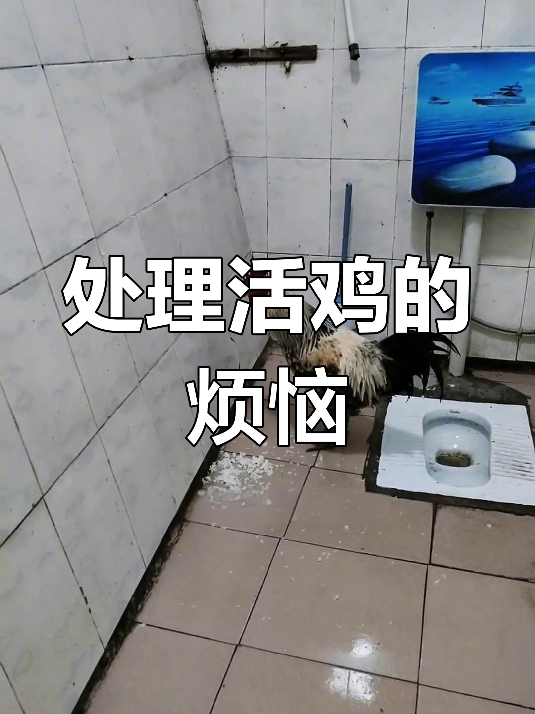 过年收到活鸡,处理起来好头疼!拔毛剁肉,真是大挑战