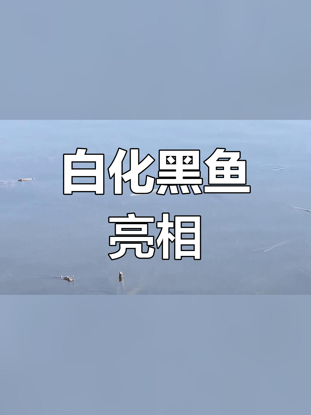 首次发现白化黑鱼,钓鱼新奇观