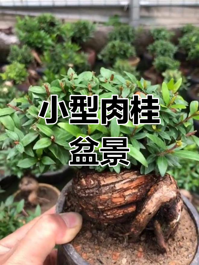 微型肉桂掌上盆景