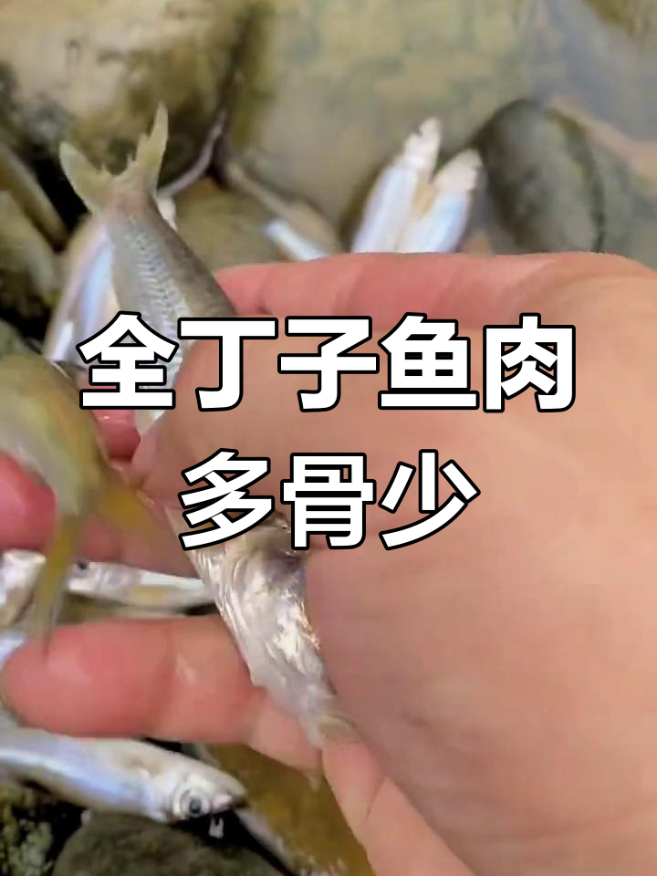 船钉子鱼,肉质鲜美刺少