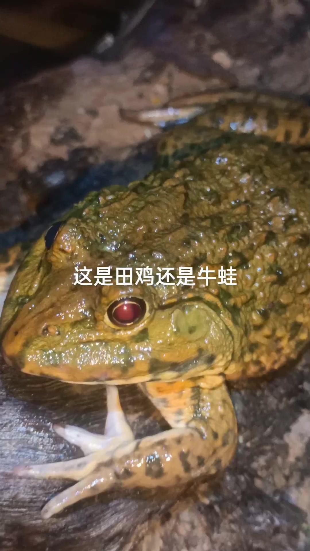 这是田鸡还是牛蛙,涨水上岸都不怕人了 真实户外 现场实拍 神奇动物在抖音 奇妙的动物 户外