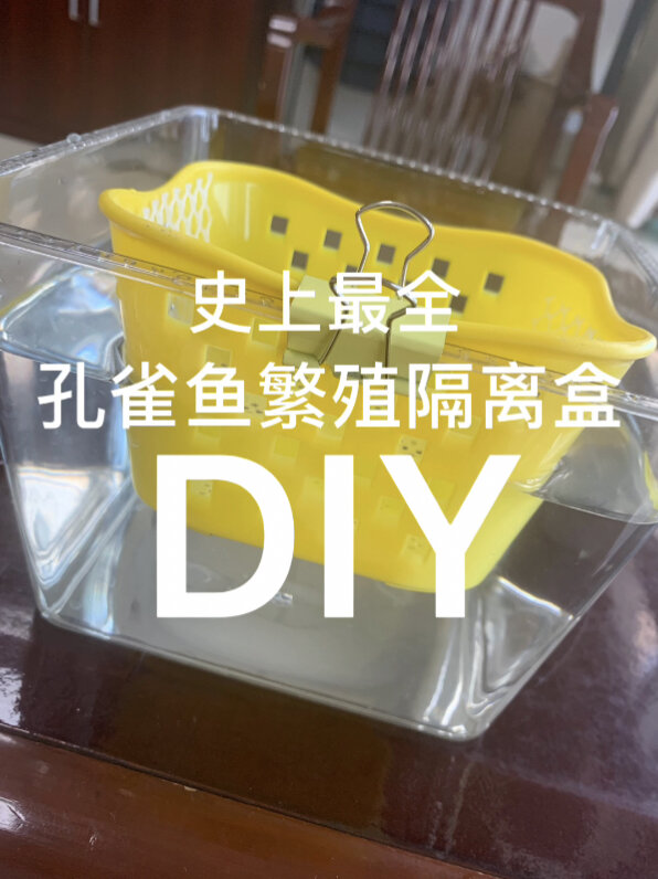 DIY小课堂:自制孔雀鱼繁殖待产隔离盒大全