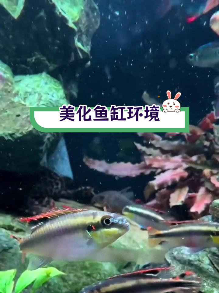 鱼缸背景贴纸的作用与选择