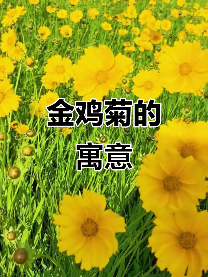 金鸡菊象征着积极进取,寓意财富与好运