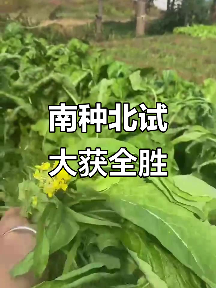 南方种子在北方成功种植,柳叶菜心实现自由!