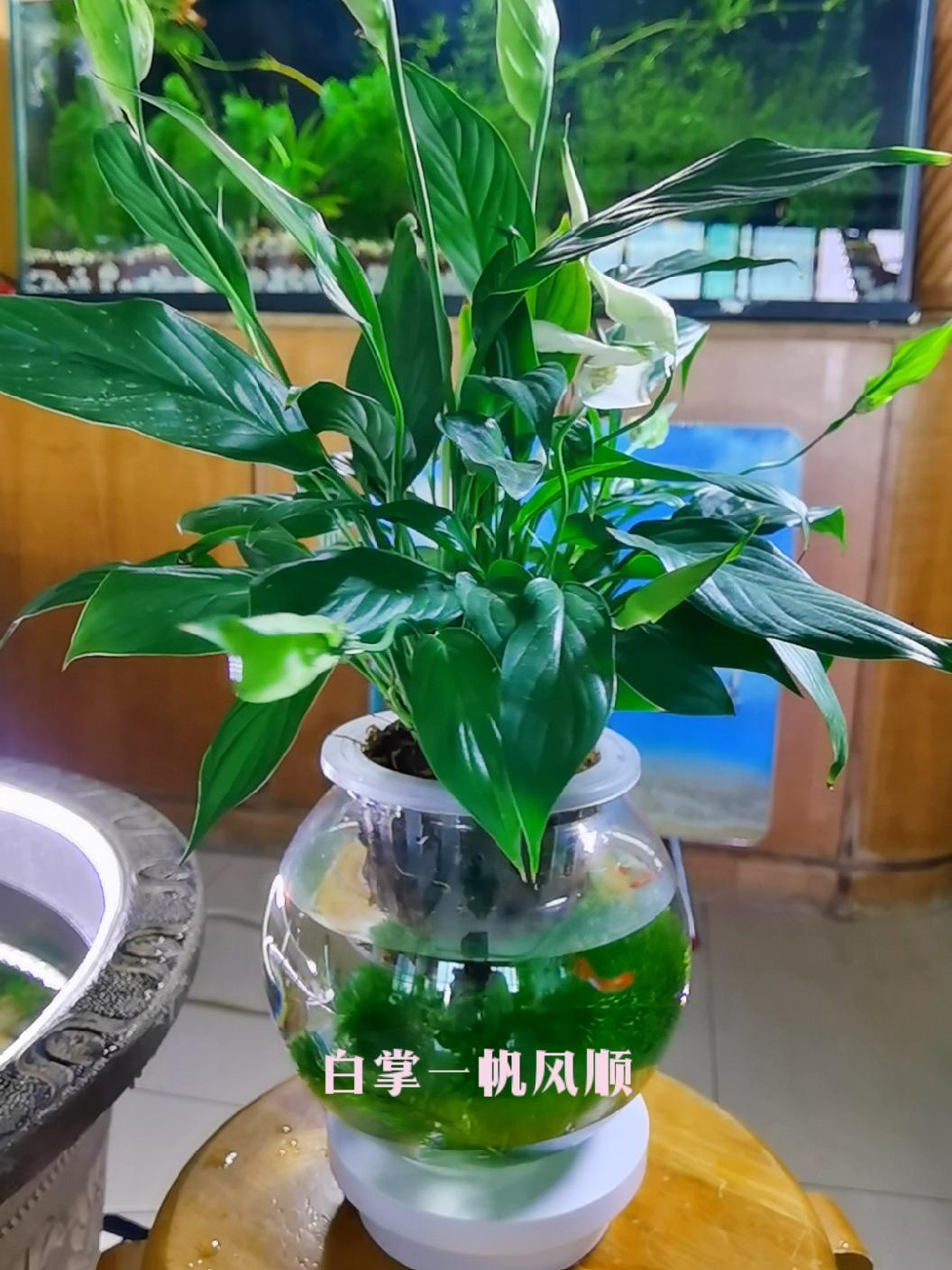 一帆风顺 观赏鱼 花卉绿植 水培植物 室内盆栽 净化空气