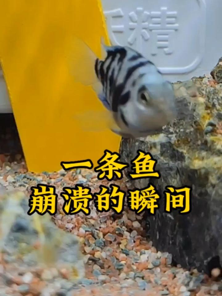 一天崩溃的迷你鹦鹉鱼