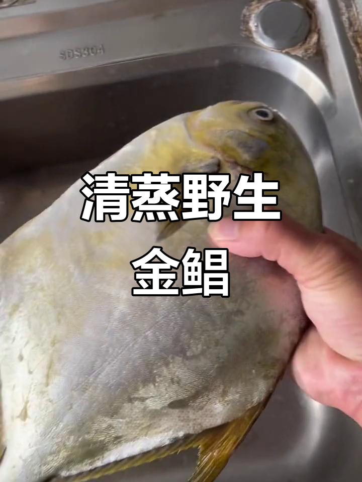 新鲜海捕金鲳鱼,清蒸出美味,简单烹饪保留原汁