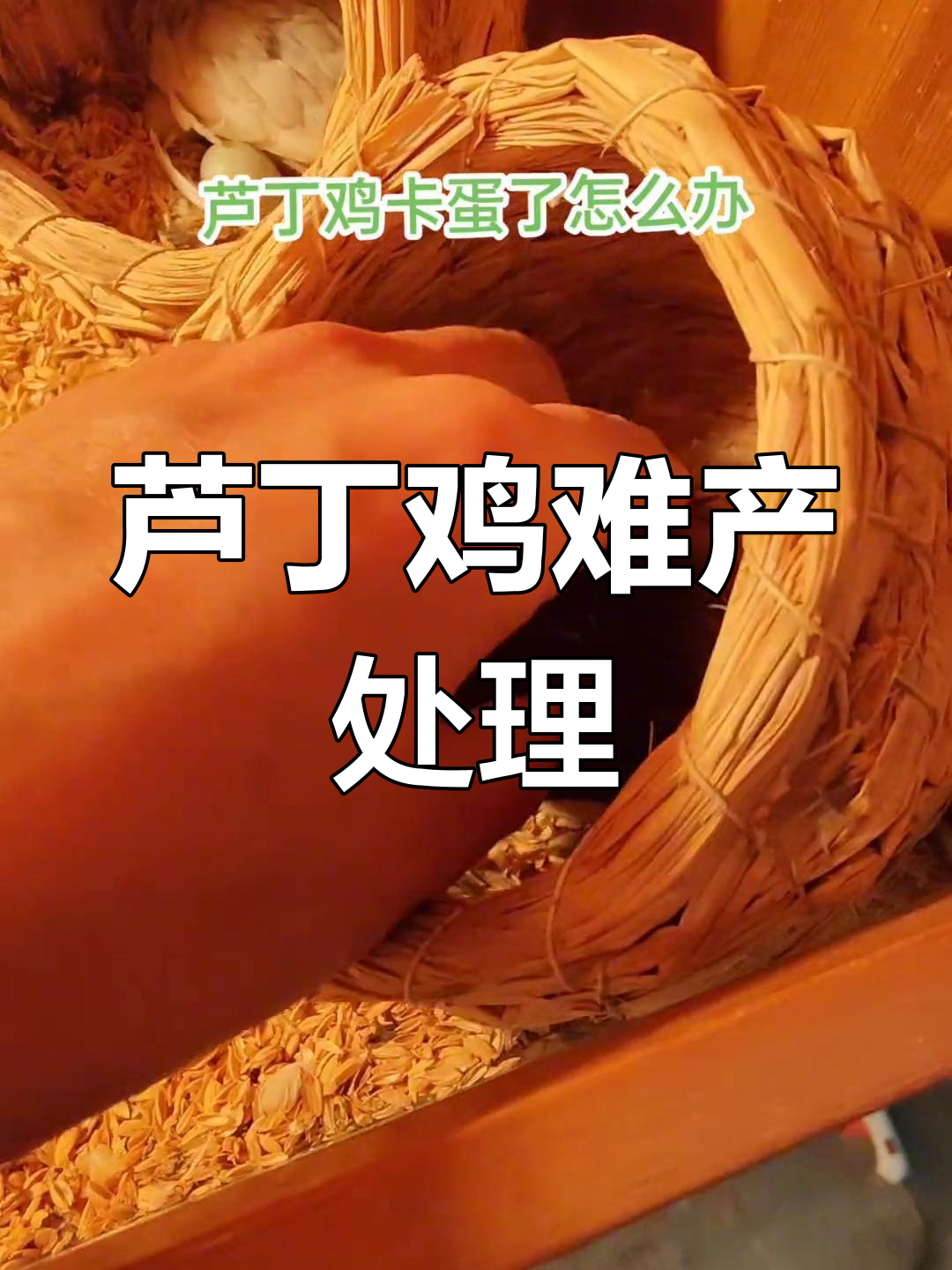 小鸡卡蛋怎么办?