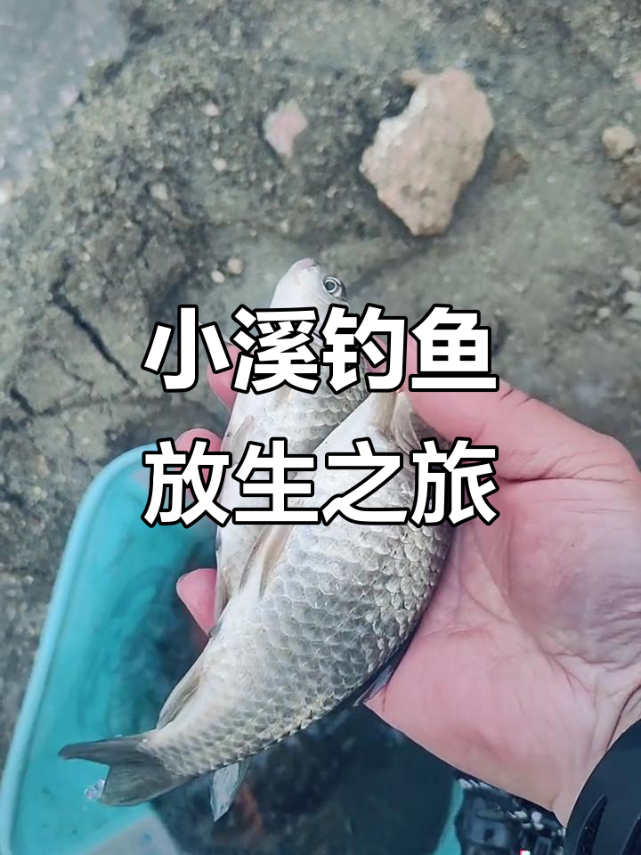 沙马小水库钓鲫鱼,放生小鱼两小时收获满满