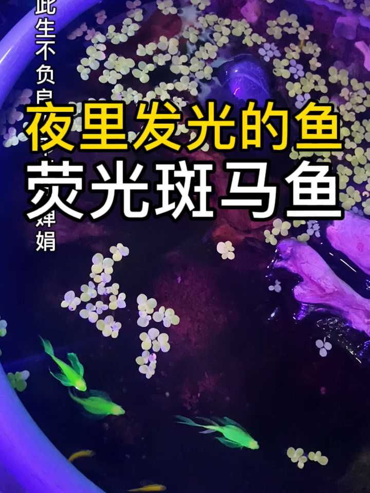 夜里会发光的鱼,荧光绿长鳍蝶翼斑马鱼