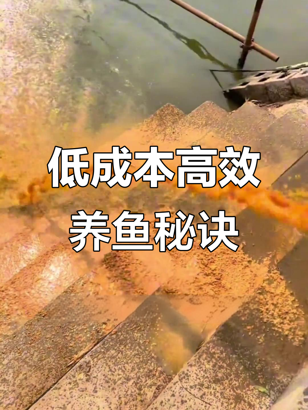 菜籽饼发酵后喂鱼,生长迅速又低成本