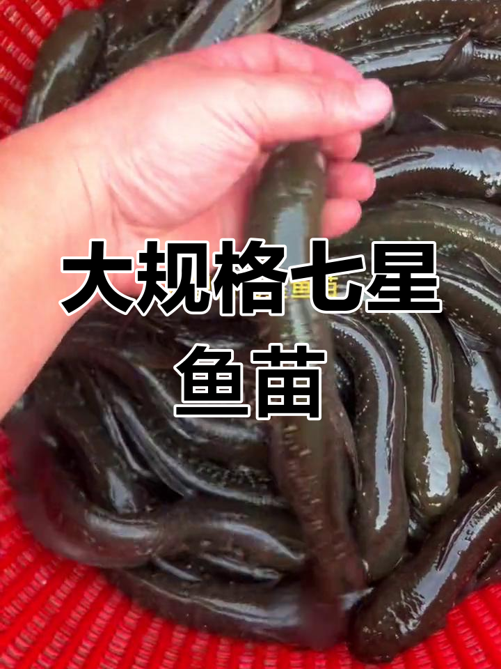 七星鱼苗批发,大规格供应
