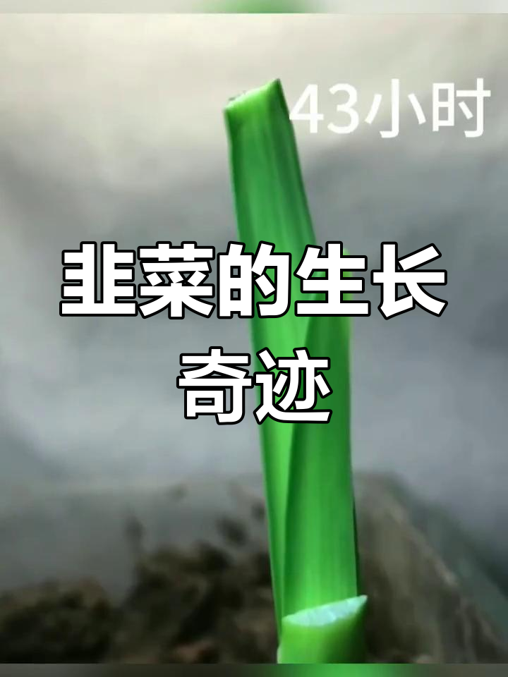 韭菜生长速度惊人,竟然如此快速!