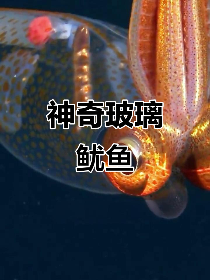 玻璃鱿鱼:透明斗篷与墨汁逃脱术