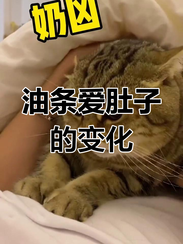 油条被摸肚子,表情从生气到享受的转变太可爱了