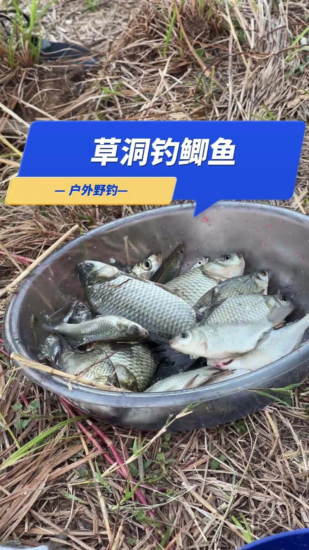 立秋的第一尾鲫鱼你们都钓了吗?今天探钓一下野草洞,鲫鱼、鳊鱼、鳑鲏 和 青稍都钓到了,看来