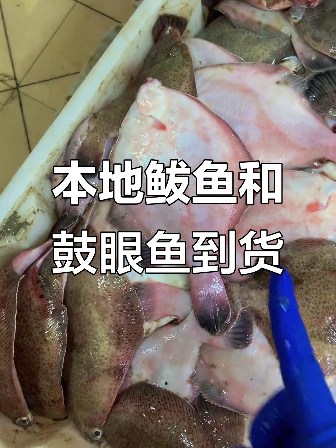 青岛本地鲅鱼到货，新鲜又实惠！鼓眼鱼也来了