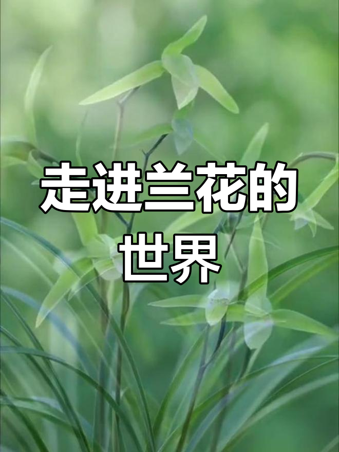 兰花生长的秘密:从山间到森林深处,探秘兰花的生存环境