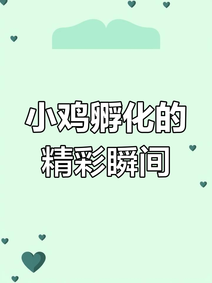人工孵化小鸡全过程,细节满满超有趣