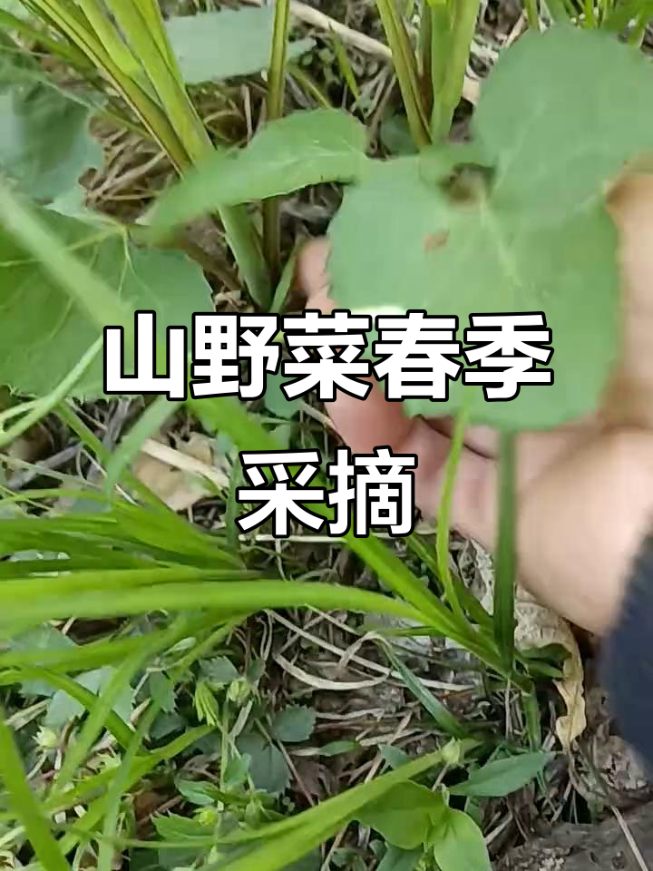春天来临,山野菜新鲜上市,绿色健康无公害