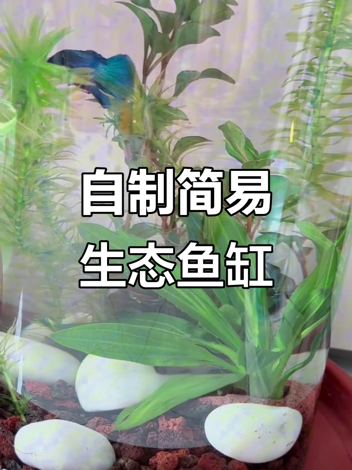 泰国斗鱼与懒燃缸的完美结合,轻松打造生态水族环境