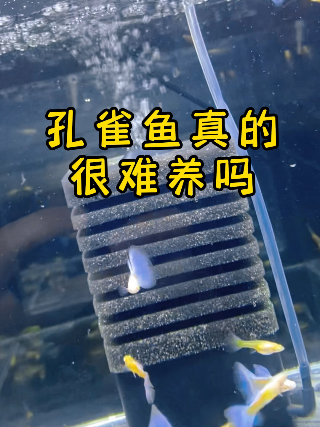 一个裸缸一个水妖精一个气泵就能养好孔雀鱼