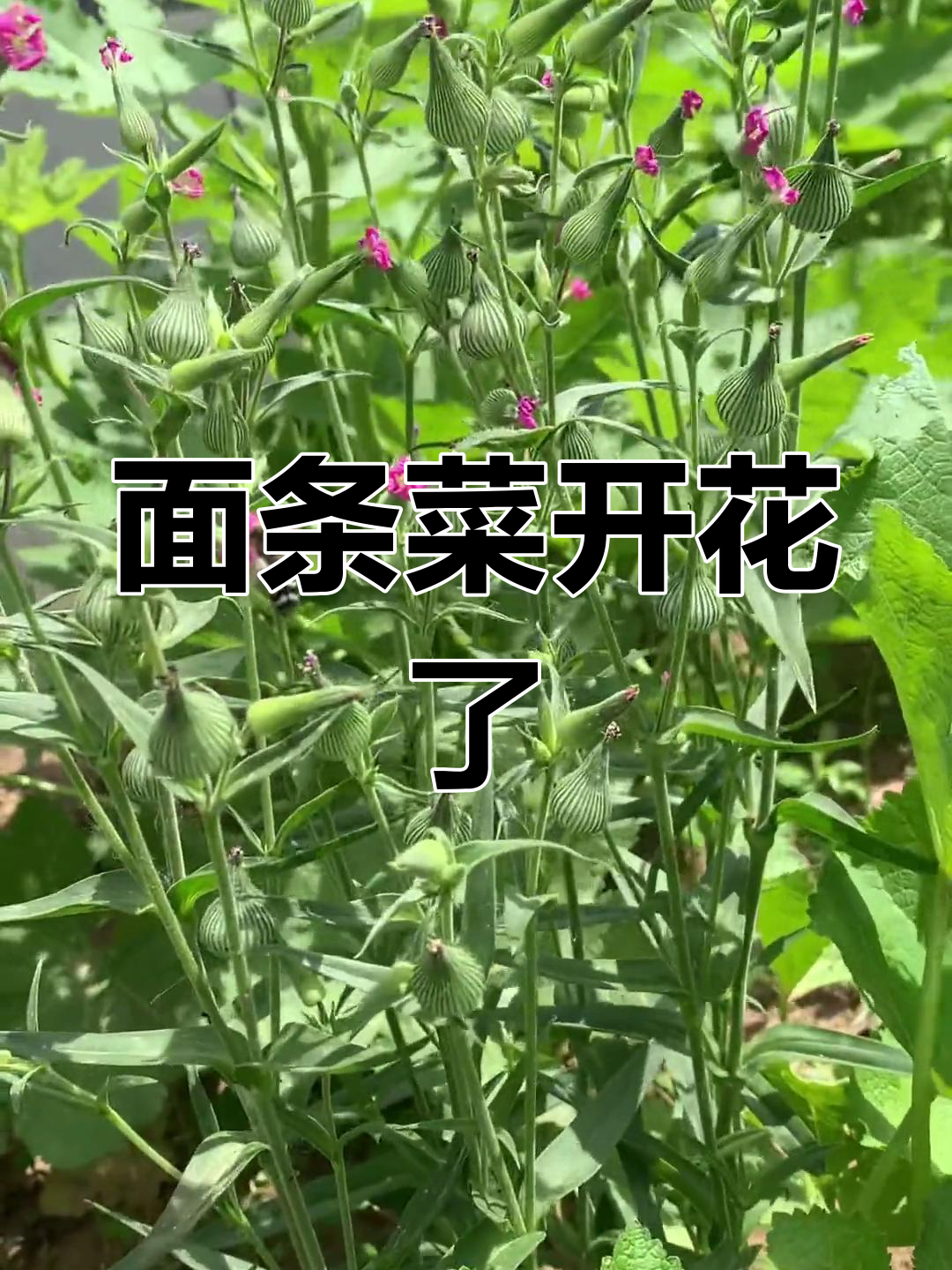 面条菜开花结种,一收就能种好多!