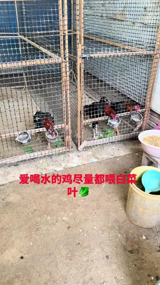 爱喝水的鸡尽量都喂白菜叶#原创视频斗鸡养殖斗鸡文化斗鸡