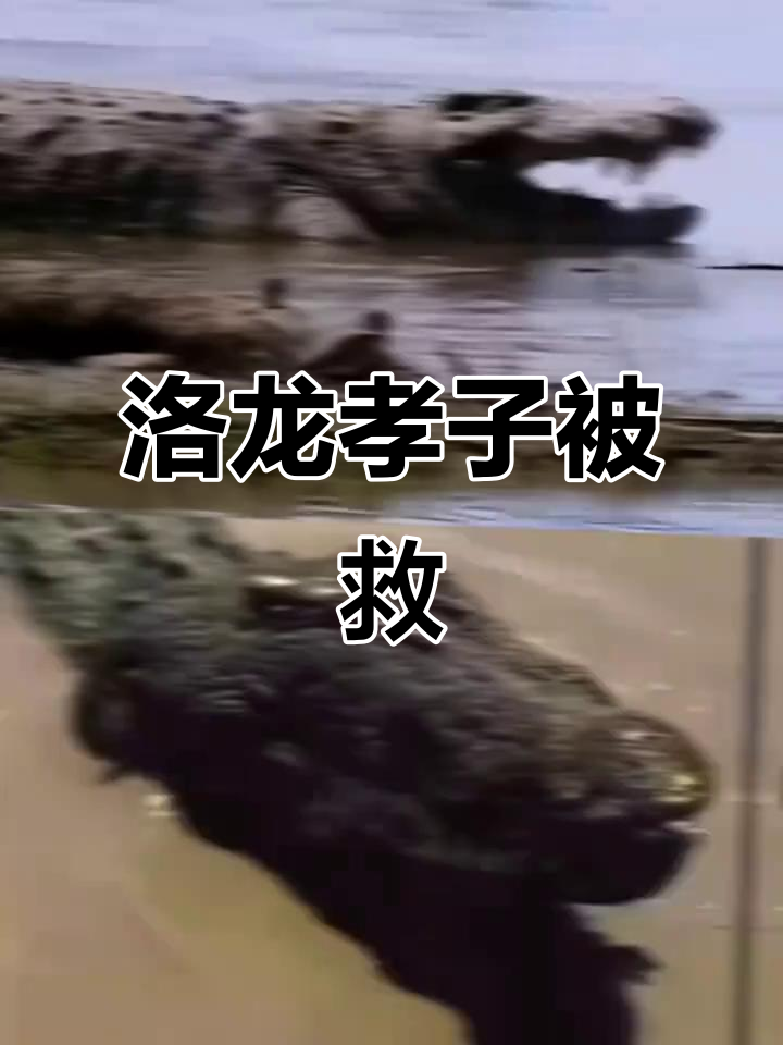 洛龙孝子遭拷打,古斯塔夫现身救援