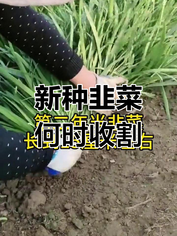 韭菜什么时候割第一茬最合适?