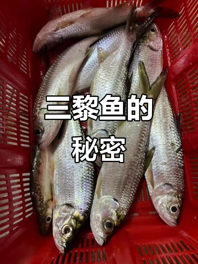 广东三黎鱼:春季美味,夏日珍品