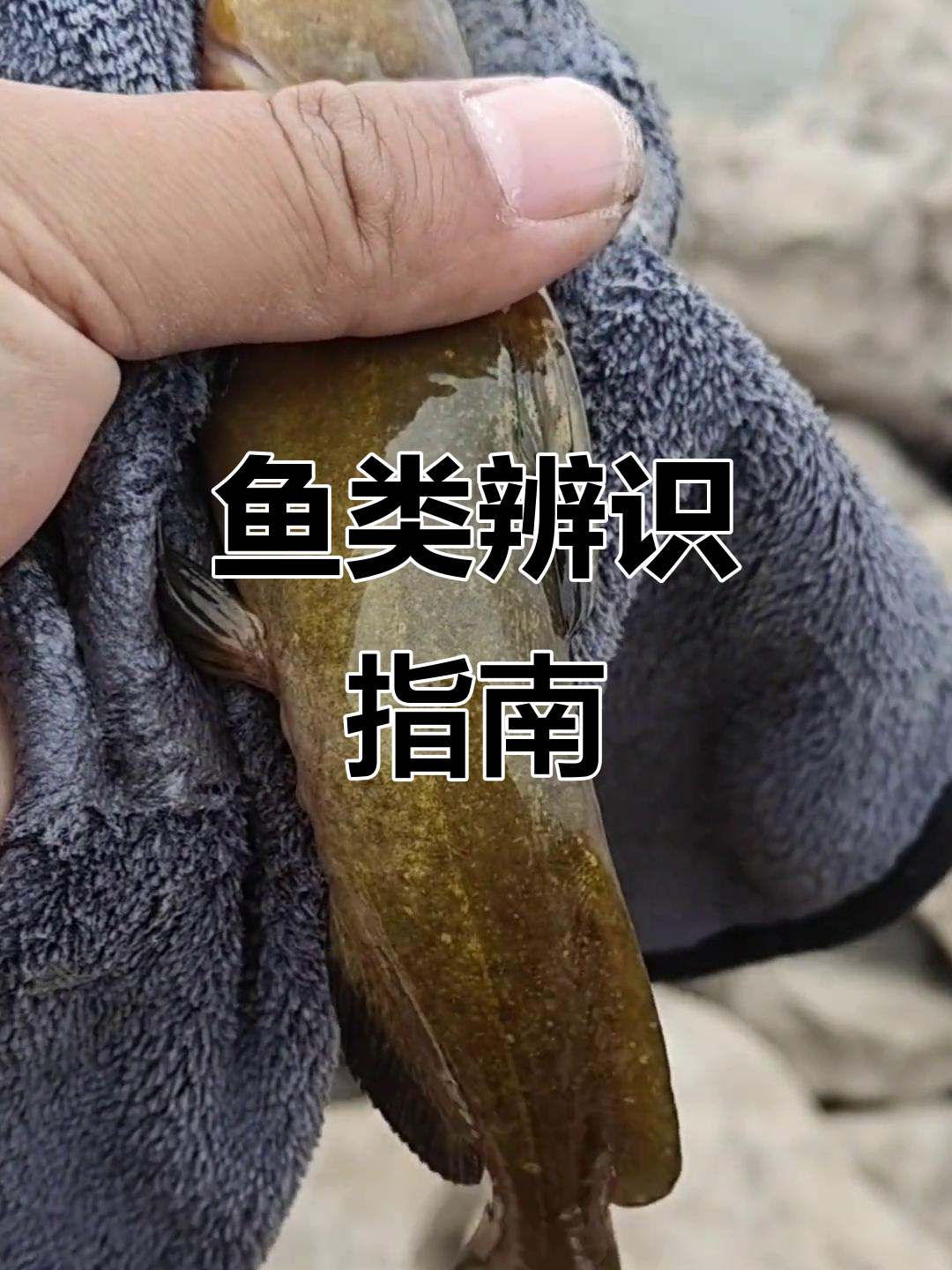斑点鱼常被误认，石扁头与芝麻剑外形相似，钓友需辨清