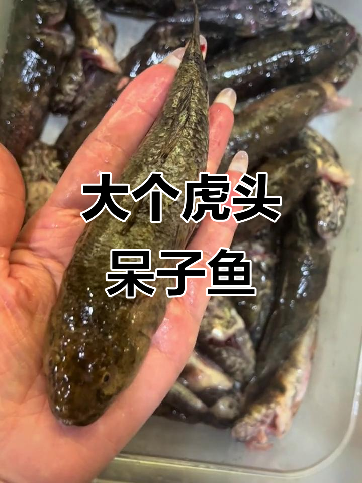 虎头呆子鱼大丰收,肉多到爆!