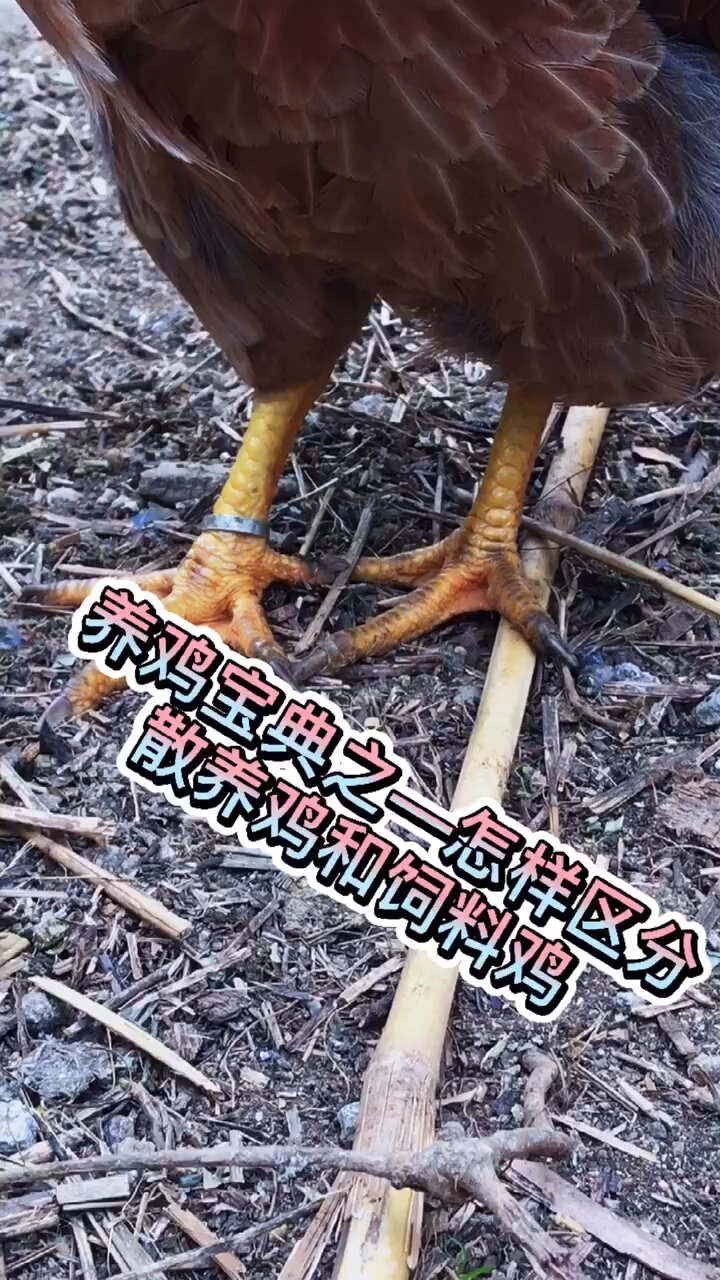 大家会区分什么是土鸡吗?几点小妙招,记住噢