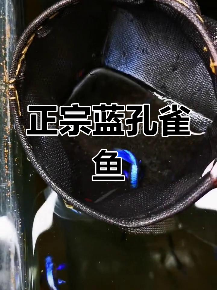蓝色妖姬孔雀鱼,最纯正的品种